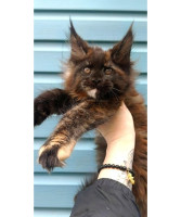 maine coon kittens for sale under $1000