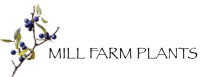 Mill Farm Trees