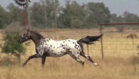 Types of horse coats, what are the best, strangest, and rarest among them