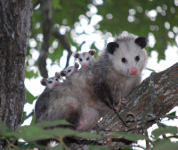 Frogtown Wildlife Control Experts
