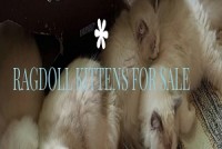 Ragdoll kitten for sale