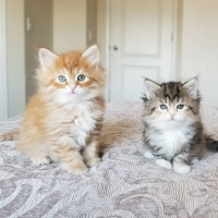 SIBERIAN CAT HOUSE