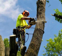 A-1 Tree Services