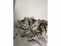 Beautiful bengal kittens available
