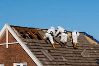 Boise premier asbestos removal