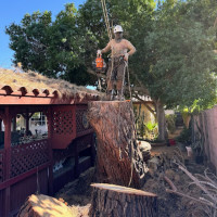 Bros Tree Care LLC