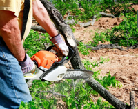 Chesterland Tree Service