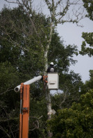 Checotah Tree Service