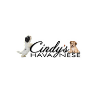 Cindy's Havanese