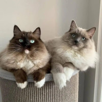 Cinnamon Dolls Cattery-Ohio Ragdoll Breeders