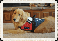 Active dogs