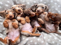 Nas Rodriguez dachshund puppies