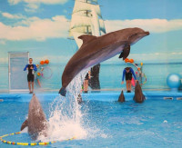 Dolphin Show Pattaya