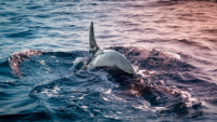 Dolphin Tours Reviews