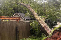Emergency Springfield Tree Removal