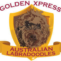 Golden Xpress Labradoodles