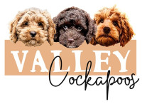 VALLEY COCKAPOOS
