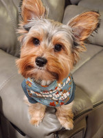 Barks & Barks Couture