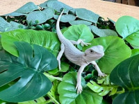Bearded Dragon Home