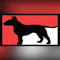 Boss Bull Terriers – Premium English Bull Terrier Breeders