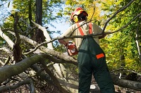 Galt Tree Service