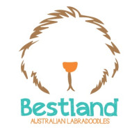 Bestland Australian Labradoodles (Reg.) Atlanta GA