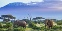 Exploring the Wonders of Kenya on a Budget Safari