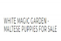 Maltese for sale