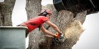 The Choice City Tree Service