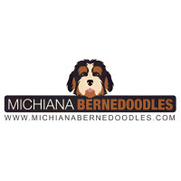 Tri Color Bernedoodle For Sale | Michiana Bernedoodles