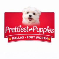 Prettiest Puppies DFW - Shih Tzu Yorkie Maltese