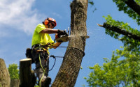 TLC Tree & Landscaping Care