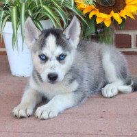 Siberian Huskies Puppies