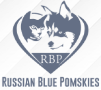 Russian Blue Pomskies