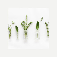Holistic Health and Healing Herbs