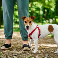 Tonys Dog Walking
