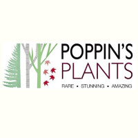 Poppin’s Plants