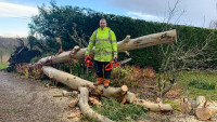 Shoreline Tree Service