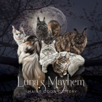 Luna's Mayhem Maincoons
