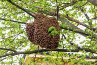 ecoPest Wildlife Management