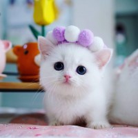 cute munchkin kitten for sale