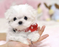Maltese puppies for sale