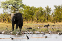 African Green Season Safari Itineraries, the African Summer Season