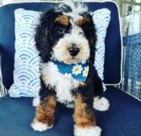 Peachstone Bernedoodles