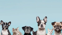 Pet Circle