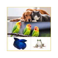 Pet Viewpoint