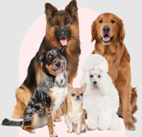 Dog Obedience Training in Milwaukee – Pet-U