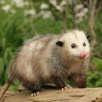 247 Possum Removal Hobart