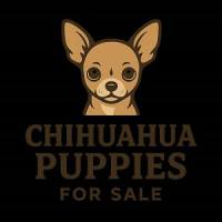 Potty Trained Chichuahua