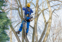 L&A Professional Tree Services